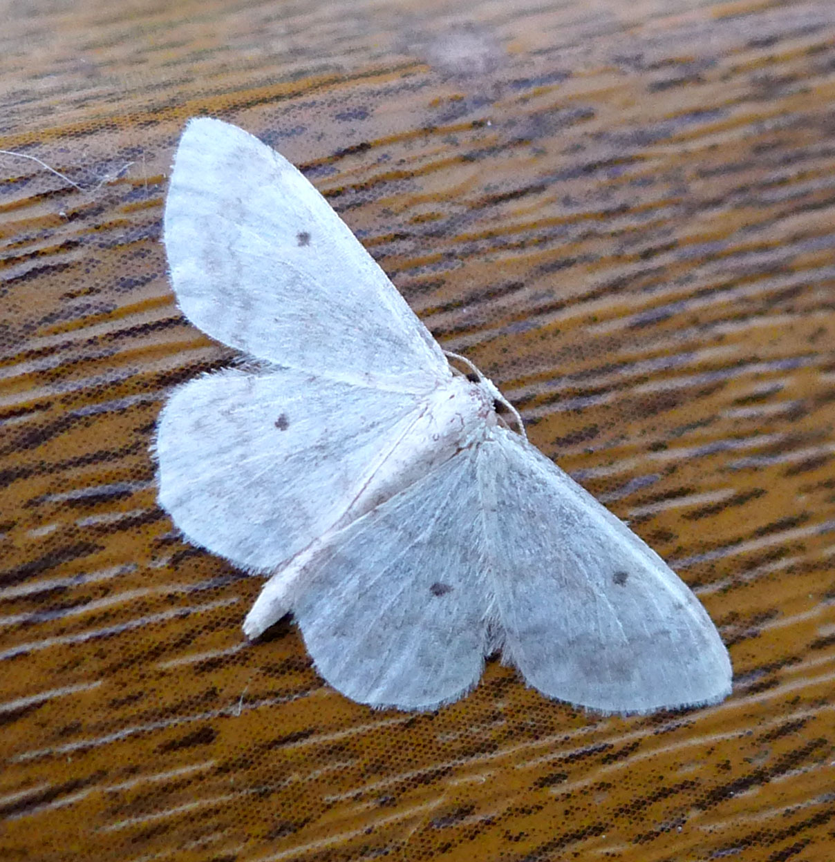 a big white moth on a brown table