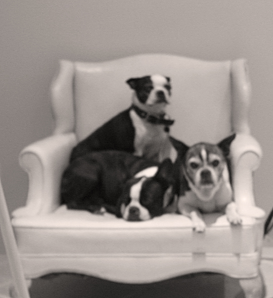 two dogs sitting together on a white chair