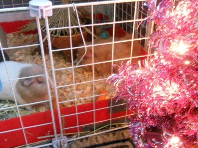small rabbits in a cage in front of an open christmas tree
