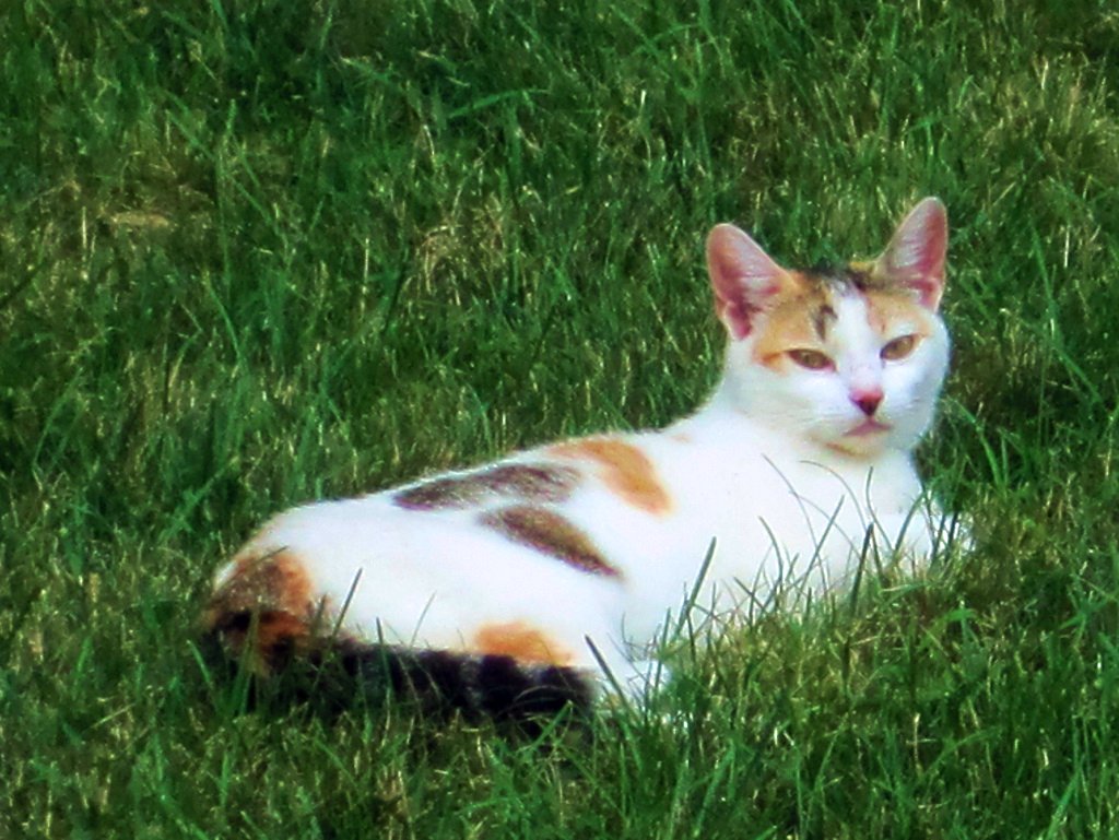 an orange and white cat laying on top of a lush green field