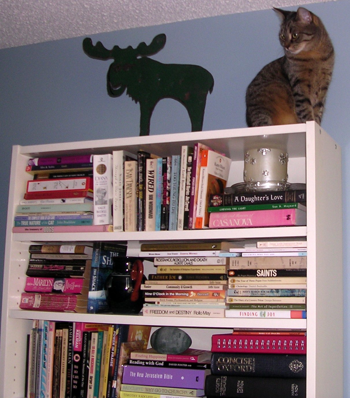 a small cat standing on top of a white bookshelf