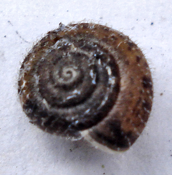 the top view of a snail shell with black spots