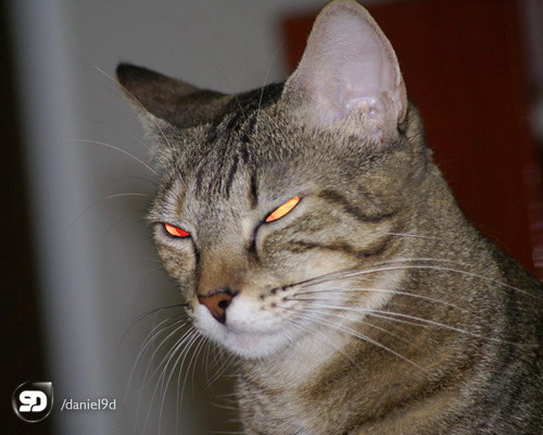 a cat with orange eyes stares intently at the camera