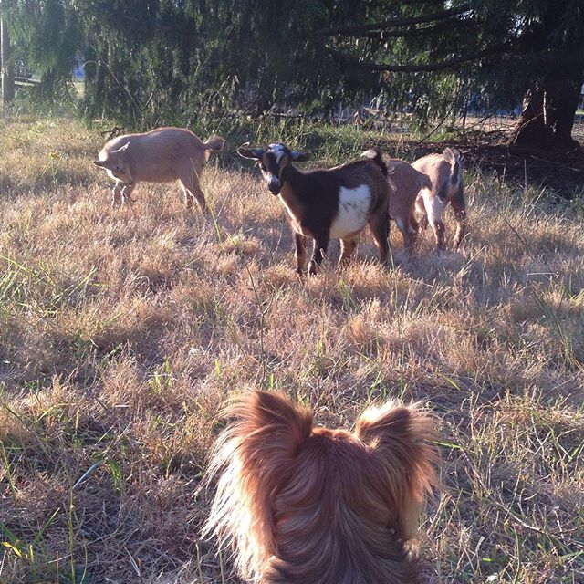 a dog looking at some goats in the field