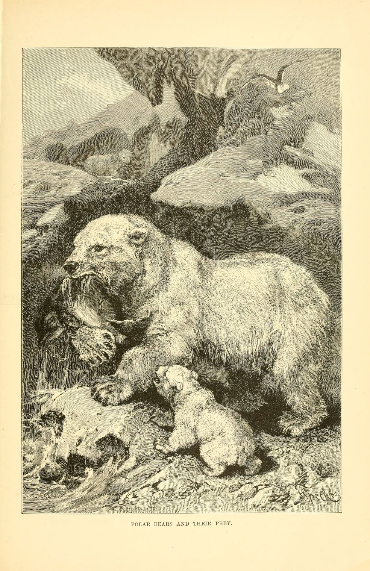an engraving of a sheep and her lamb