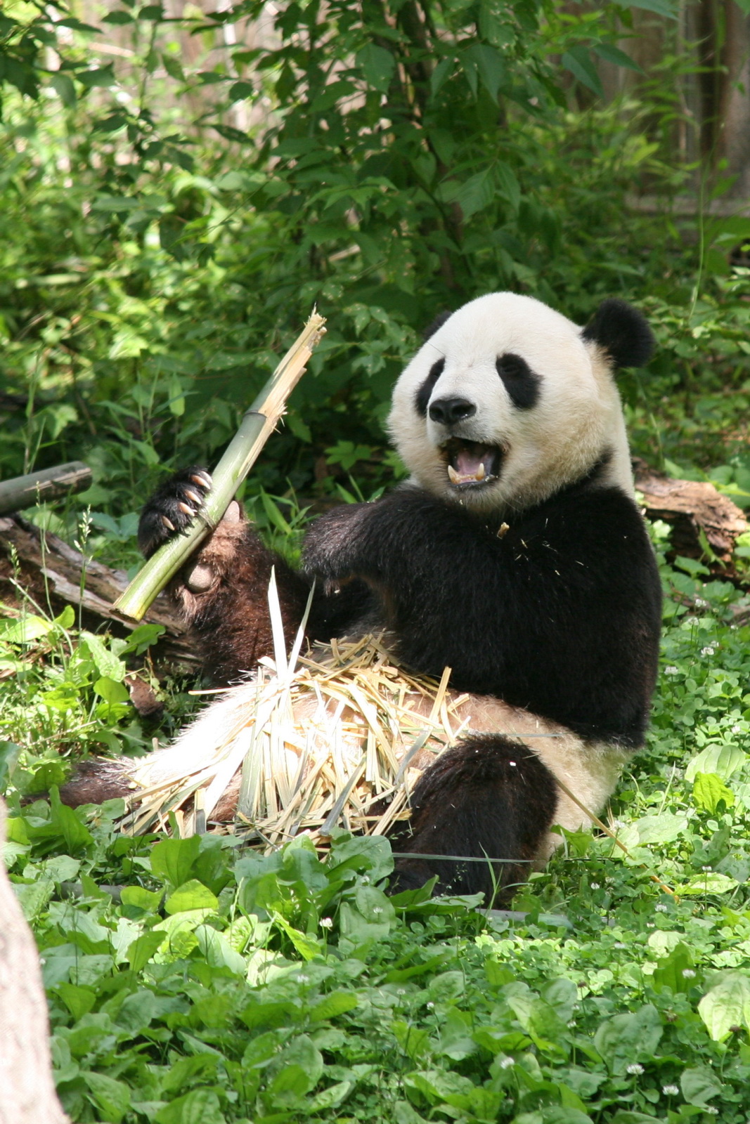 a large panda bear that is sitting in the grass