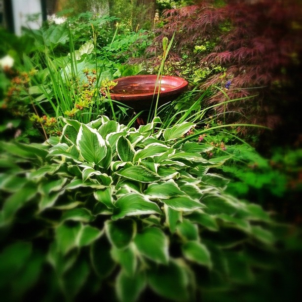 a garden with a bench in the middle of it