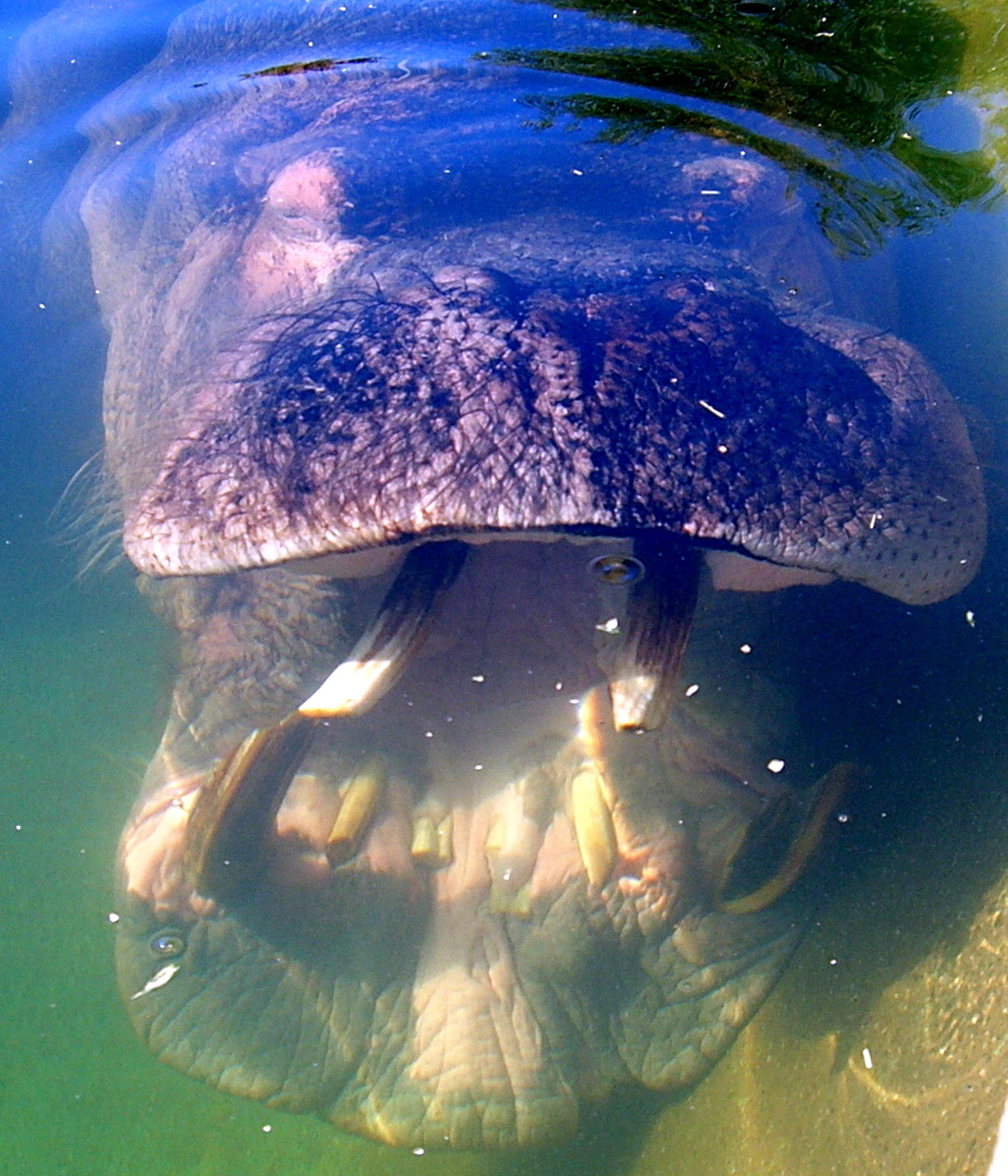 an elephant submerged in a pond with it's trunk up to its mouth