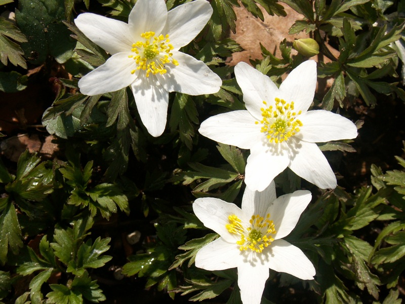 three white flowers with green leaves around them