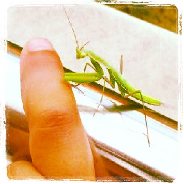 a hand that is touching the grasshopper