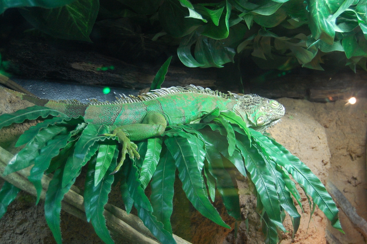 an image of a green lizard sitting on a rock