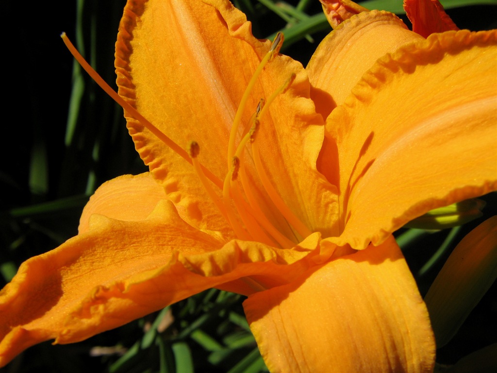 the yellow flower is beginning to open in the green