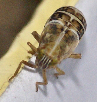 a close up of a bug on a cloth