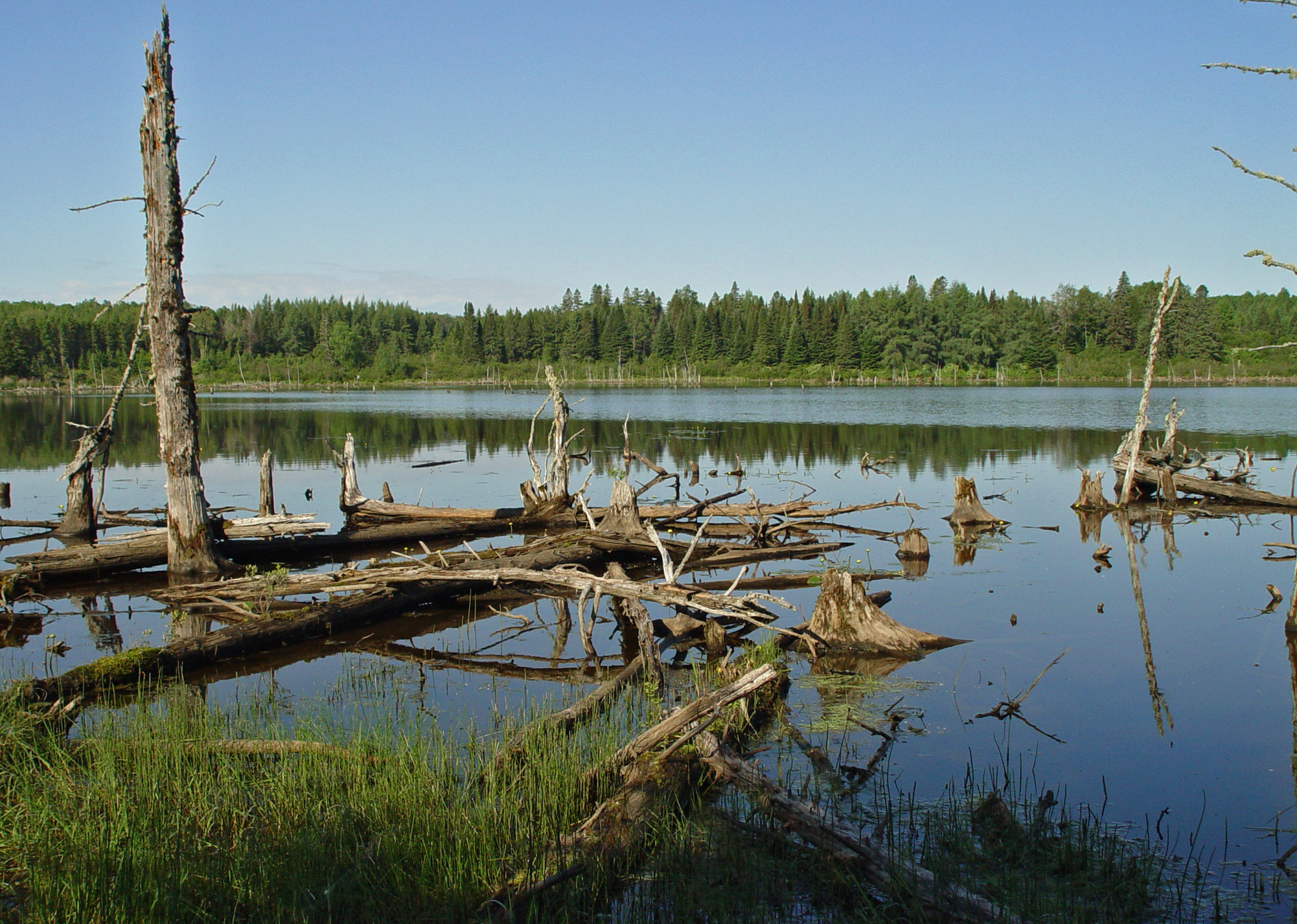 dead tree trunks are in the water in front of a forest