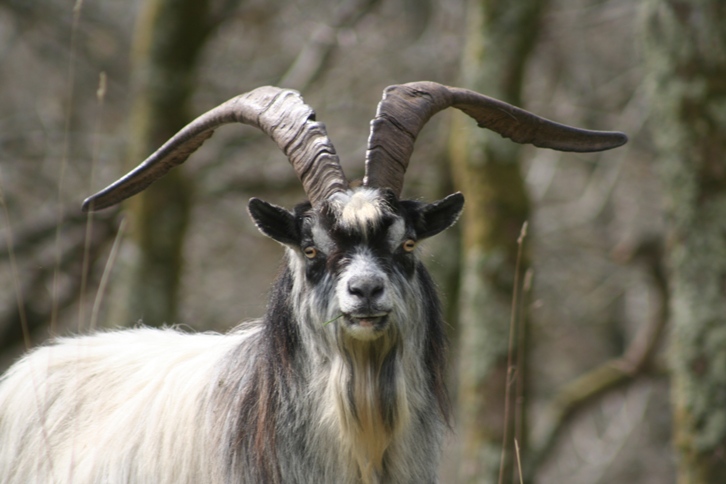 the goat is white and black with long horns