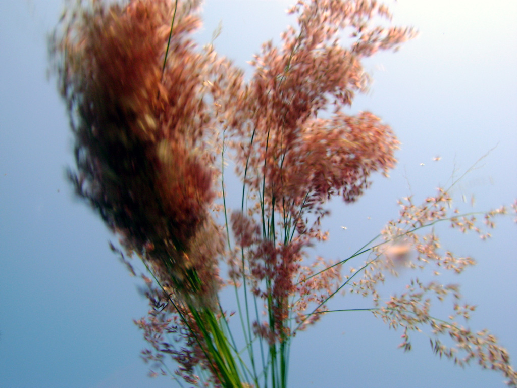 a plant and its blurry stems in the sun