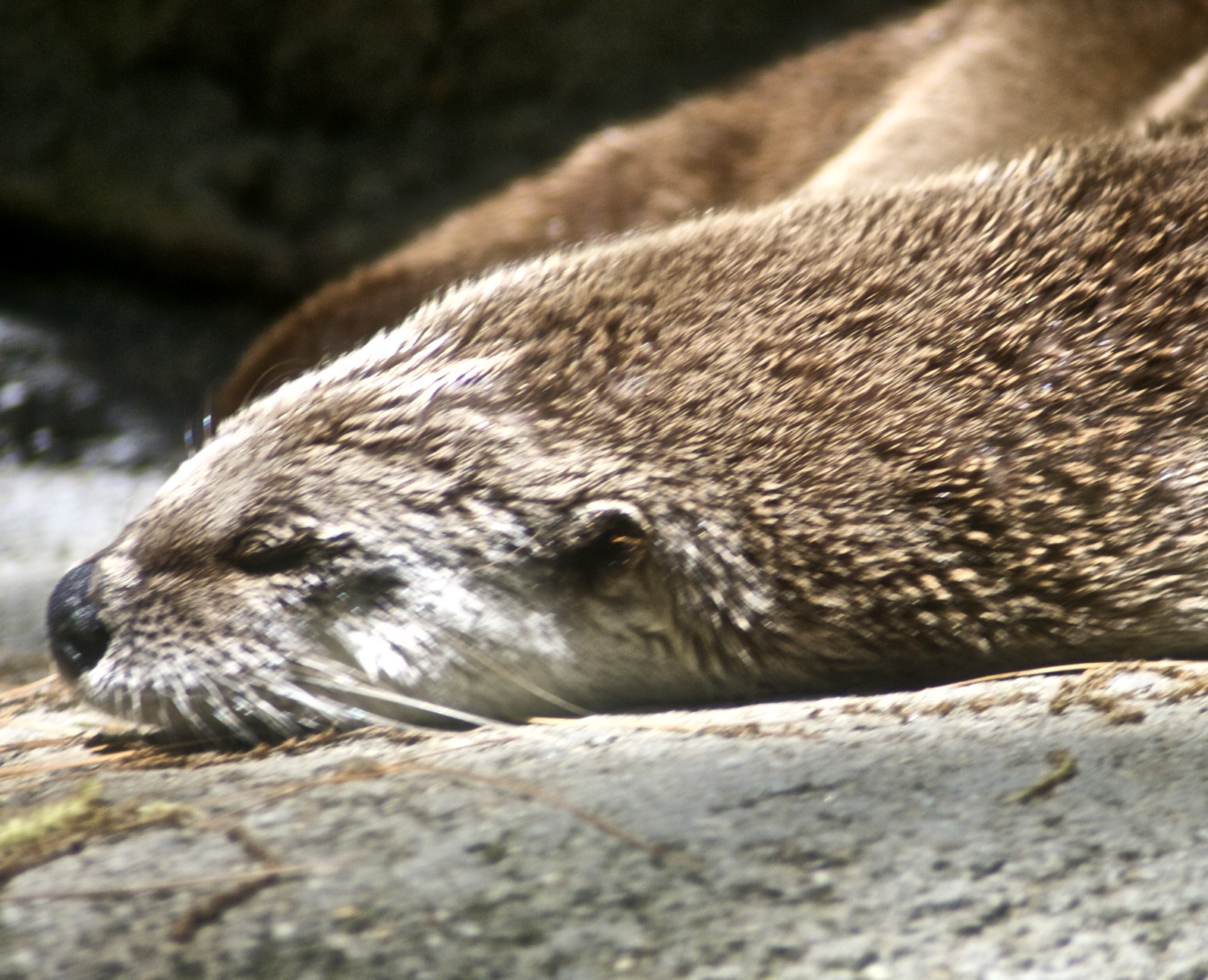 a large brown and white seal lies on the rocks