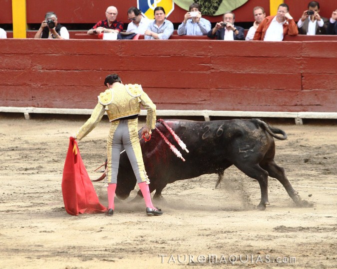 a woman tries to break the neck of a bull in an arena