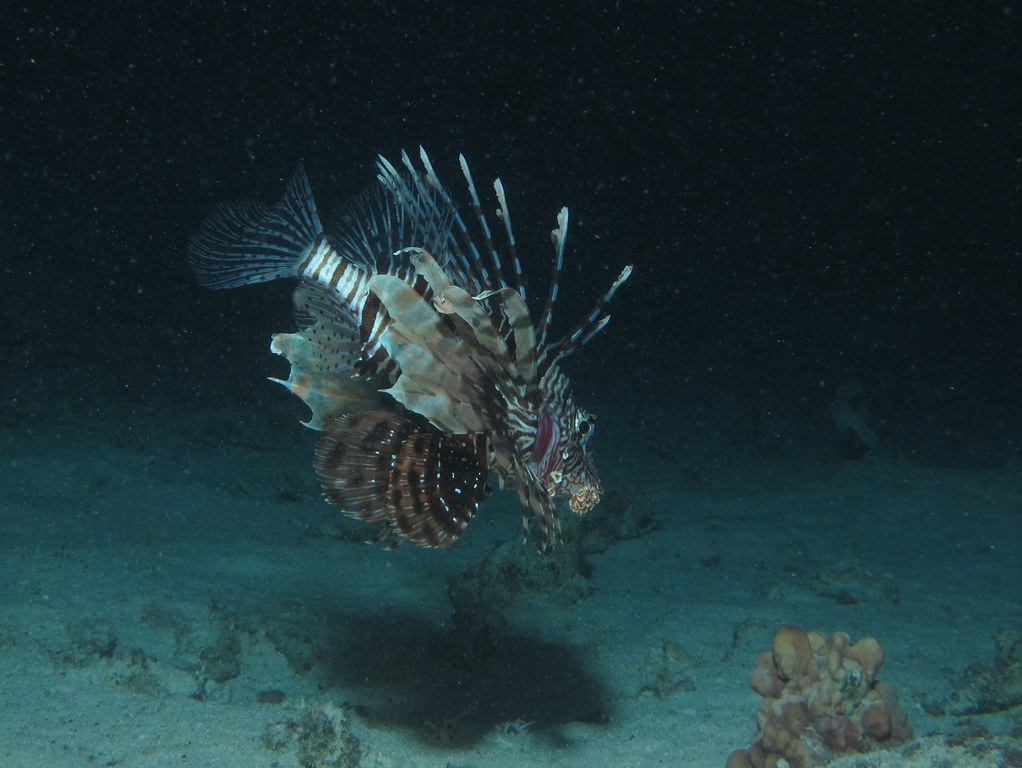 a lion fish is swimming in the deep ocean