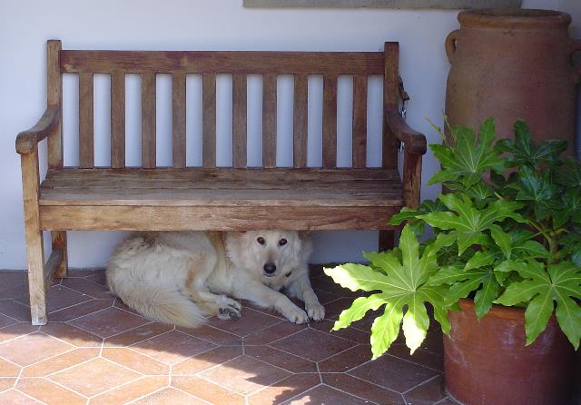 a white dog is laying underneath a bench
