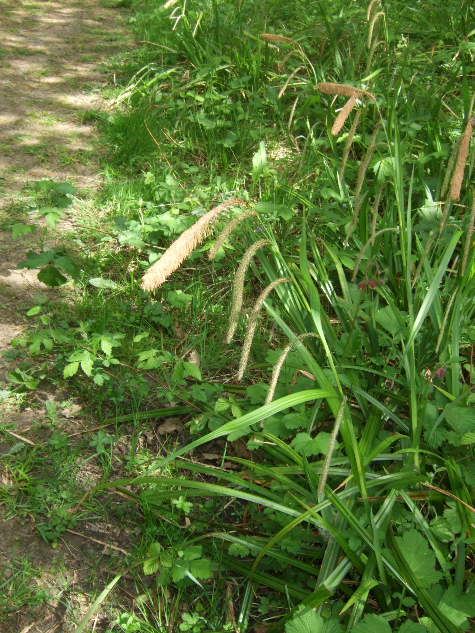 a path in the middle of a grassy field