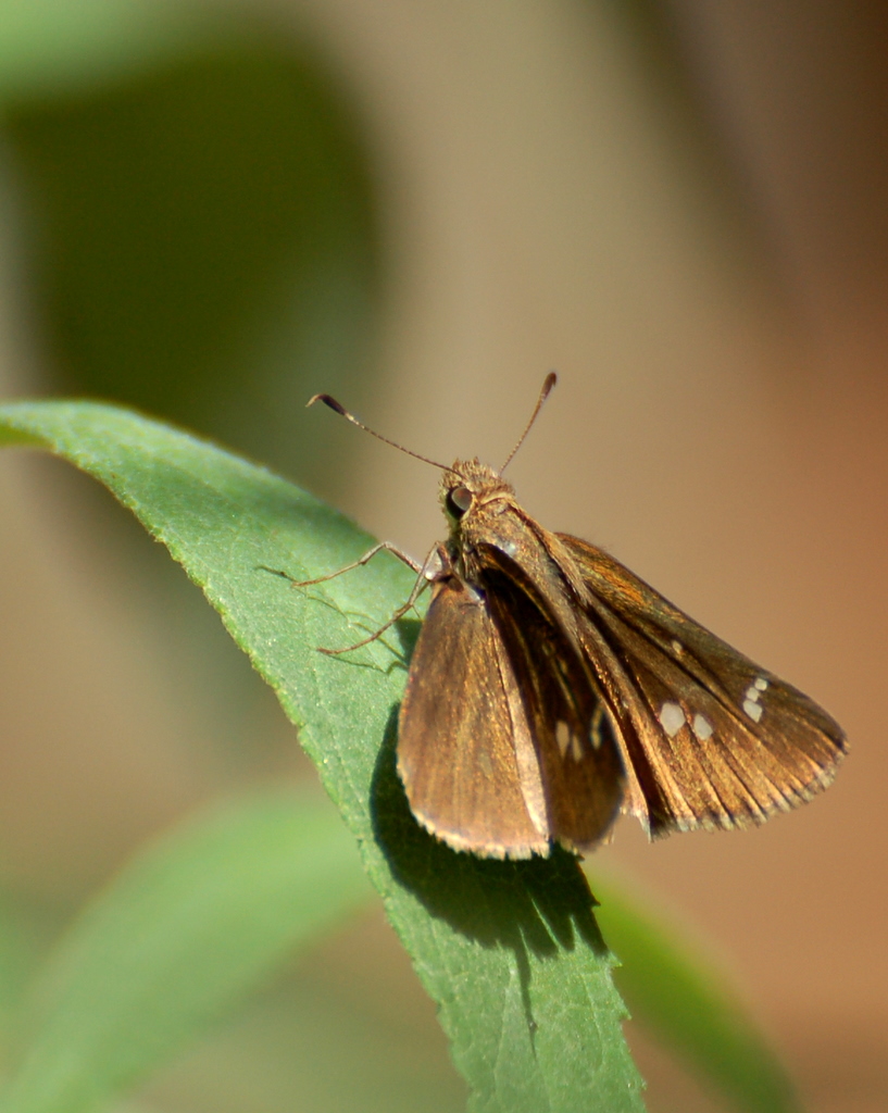 a close - up view of a small erfly with brown wings