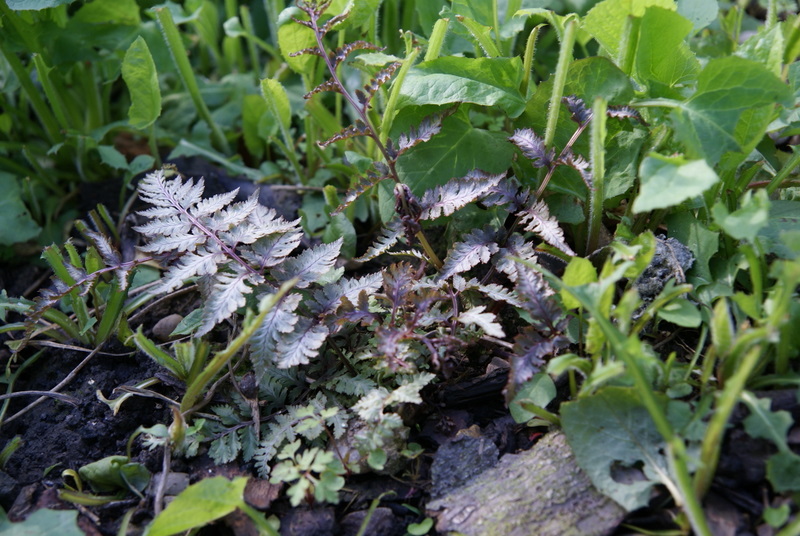 a close up of a plant with leaves