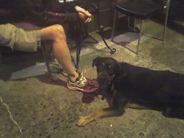 a man on a chair playing with his dog