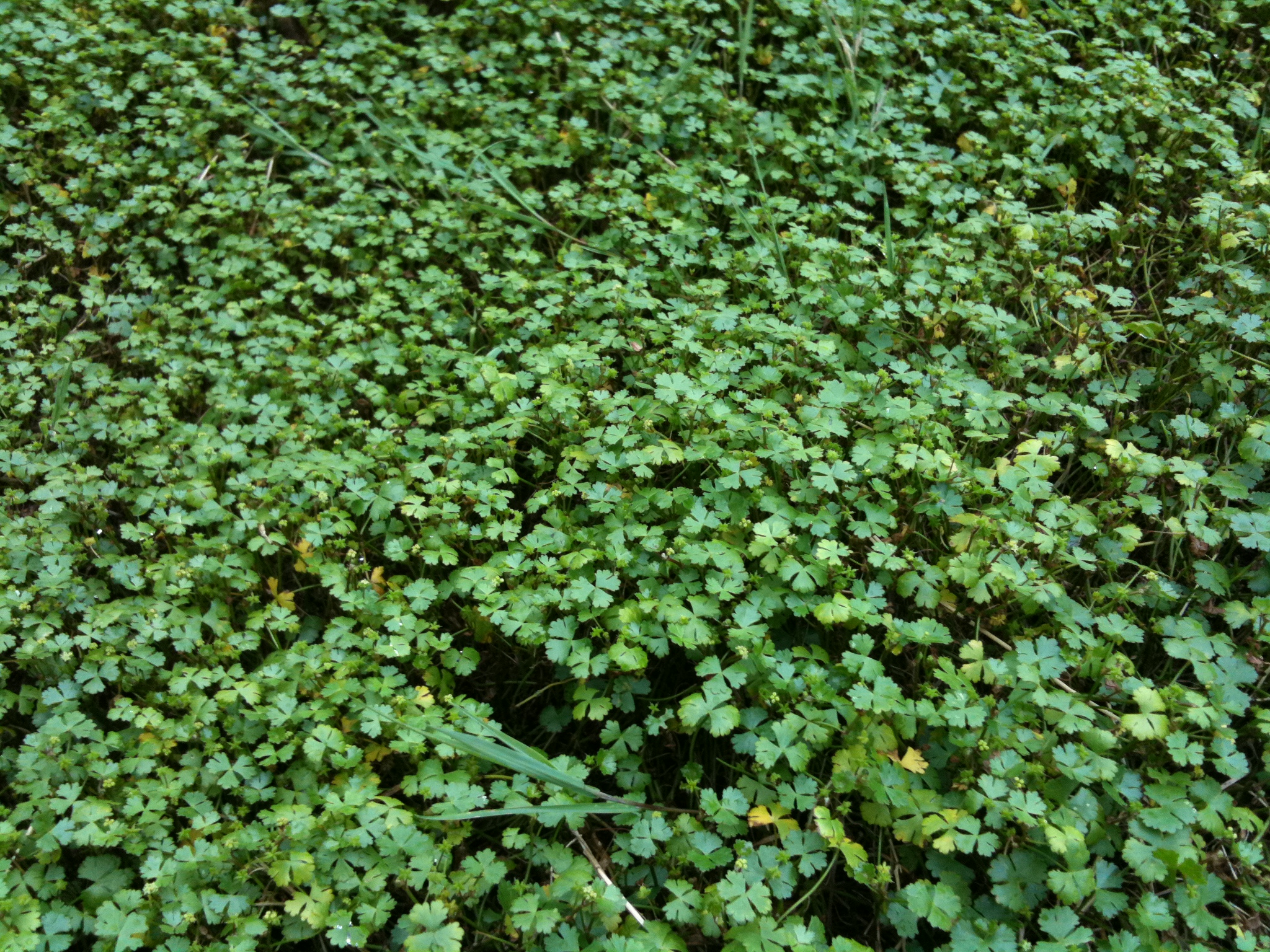 a very green patch with many leaves in it