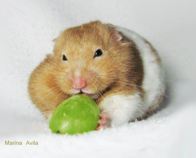 a small brown hamster eating soing with it's face