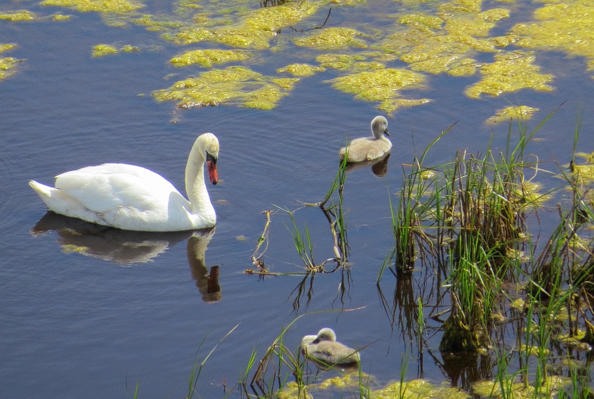 a swan and its two chicks in the water