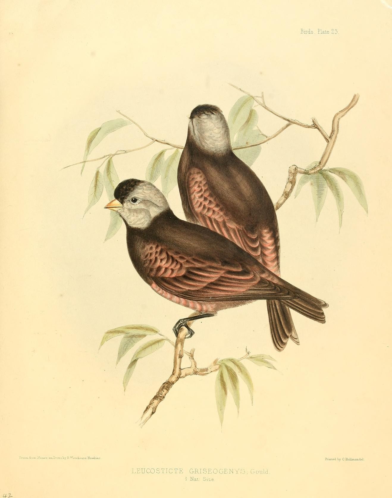 two birds perched on the nches of a tree