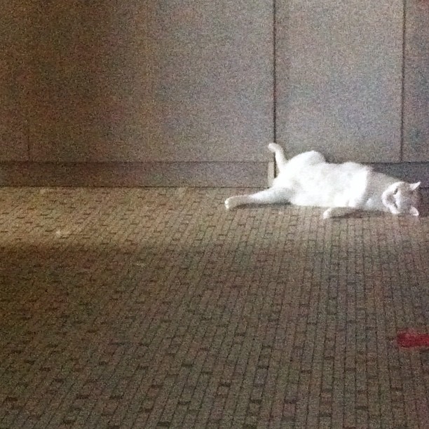 a white cat is playing on the floor