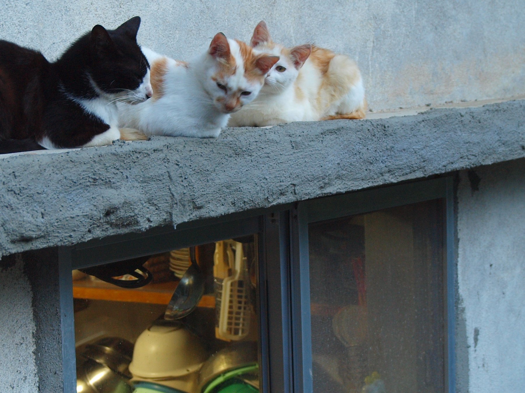 two cats laying on the ledge of a window with glass