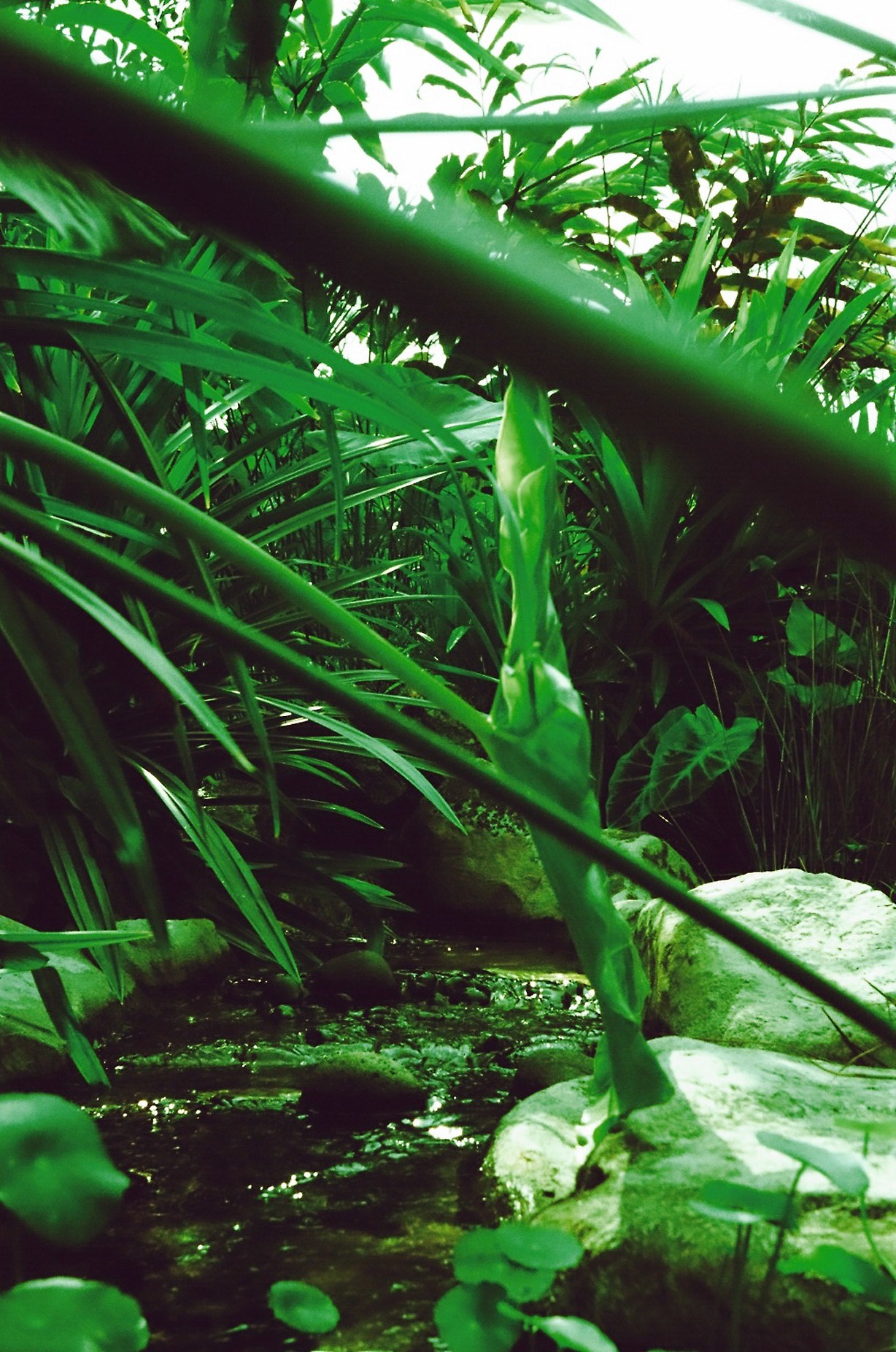 plants and rocks in the water in a tropical environment
