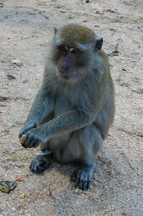 a small brown monkey sitting on top of a sandy field
