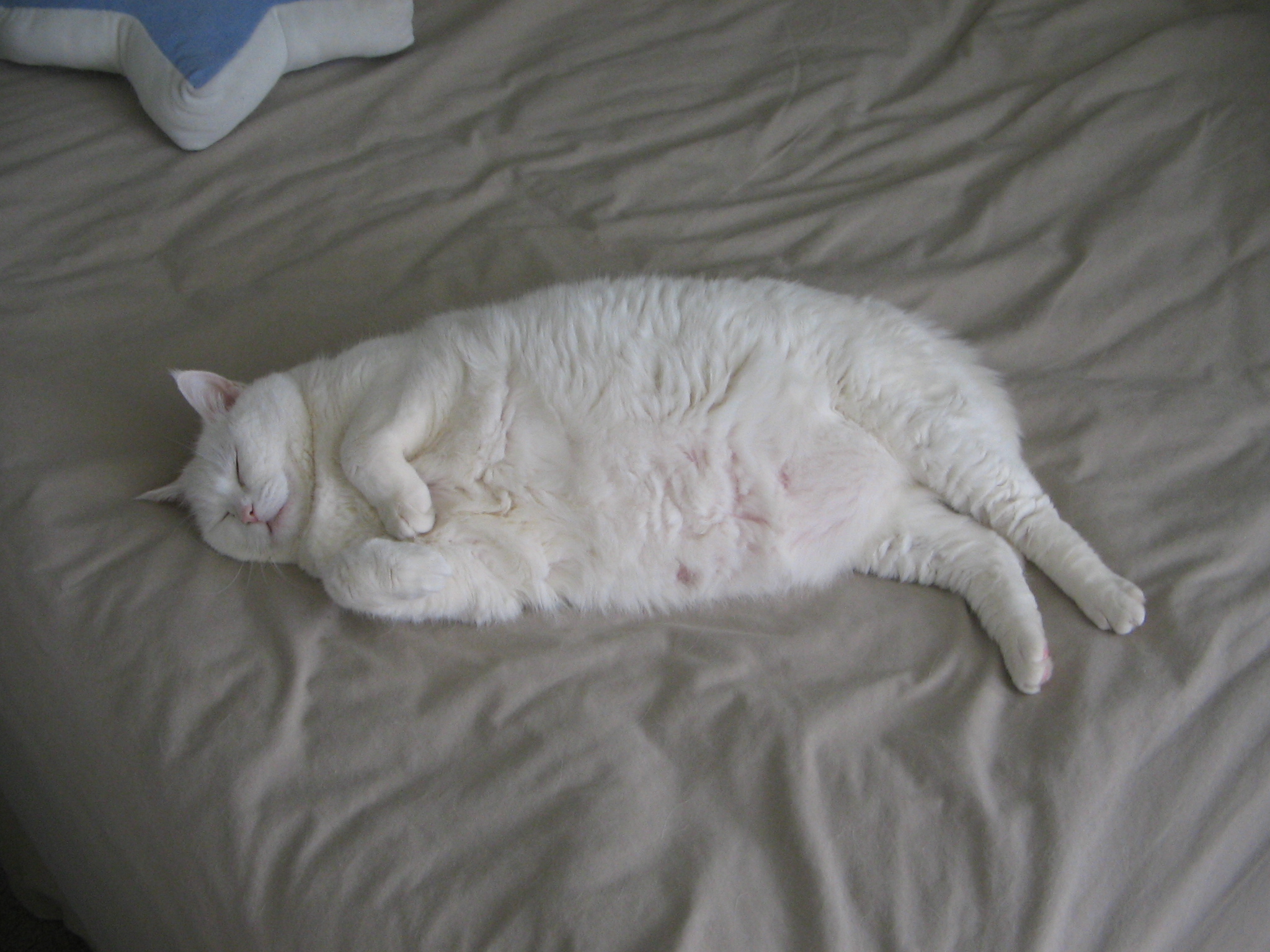a large white cat is asleep on a blanket