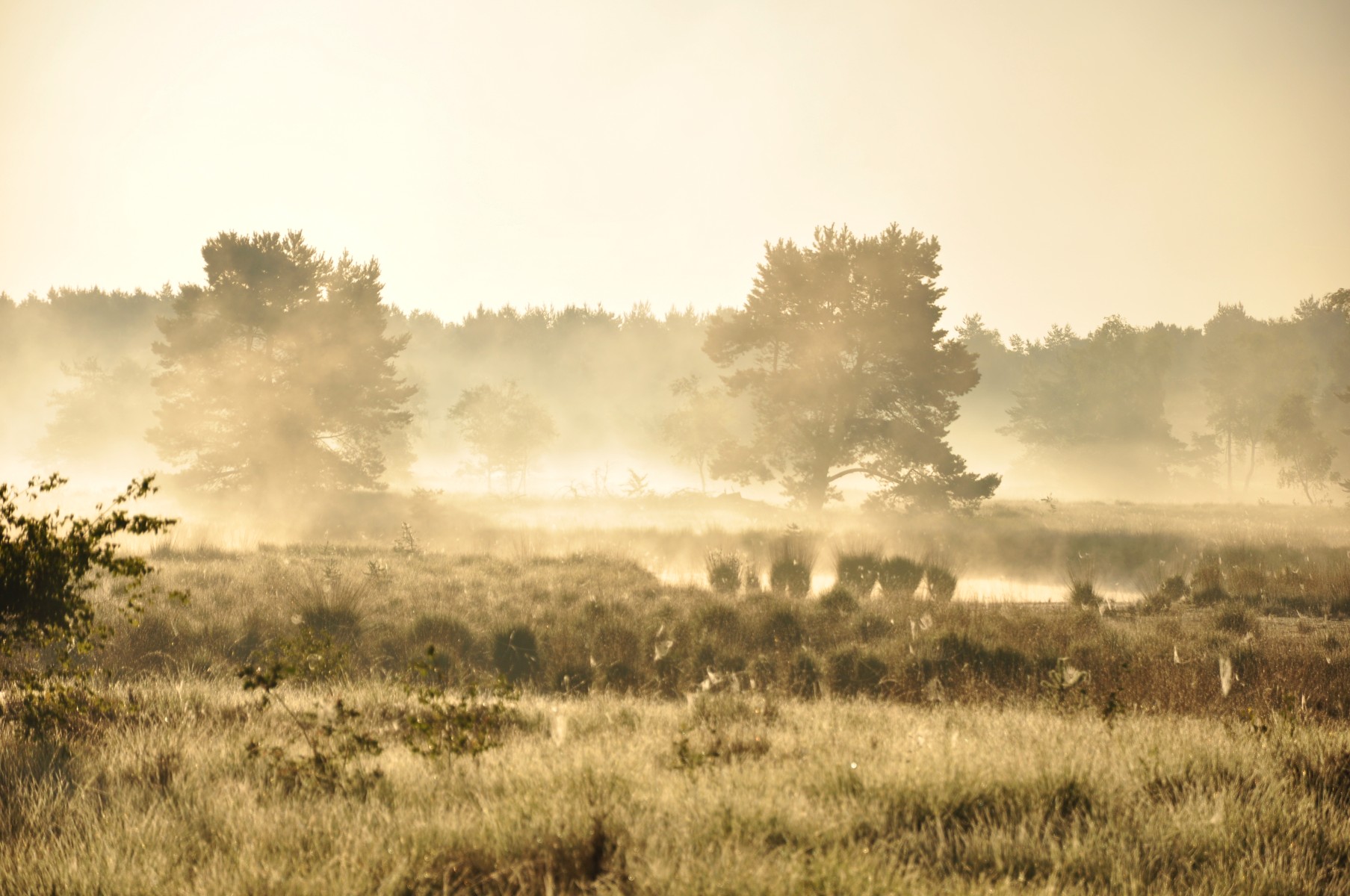 the sun shines behind the trees in the fog