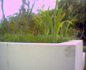 a planter with many green plants on it