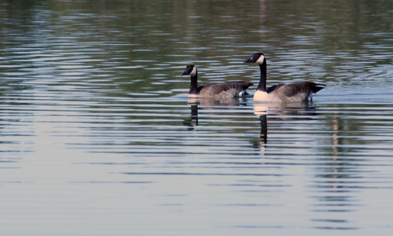 two geese swimming on a body of water