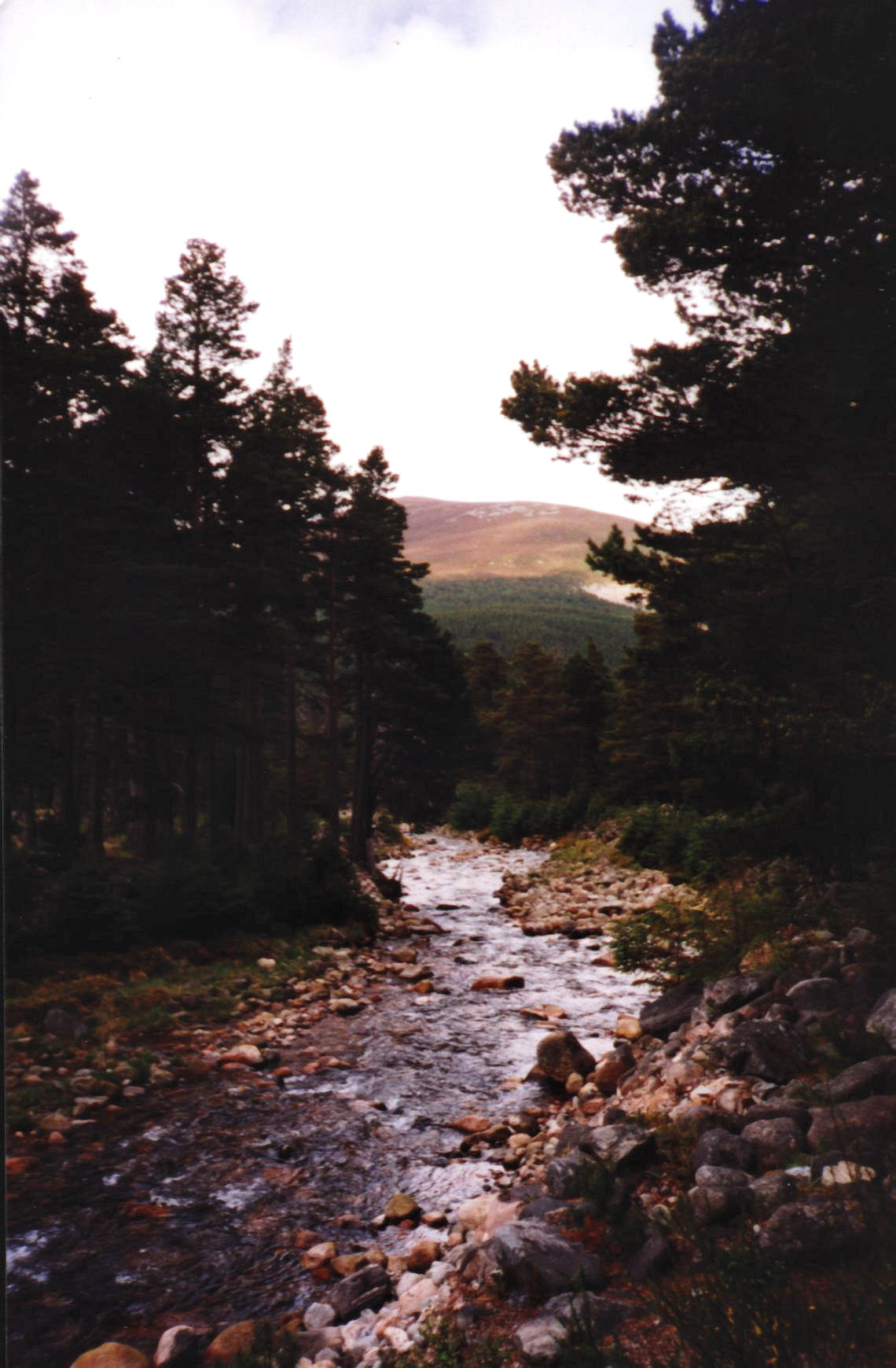 a small river near many trees next to the forest