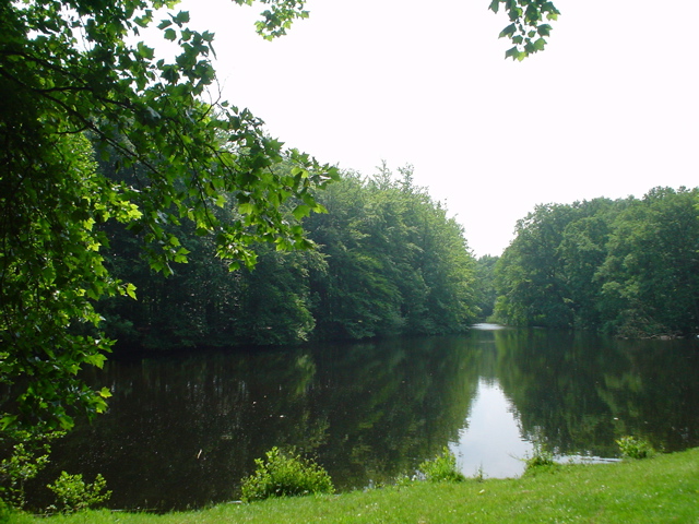 trees and grass surround the water in a park