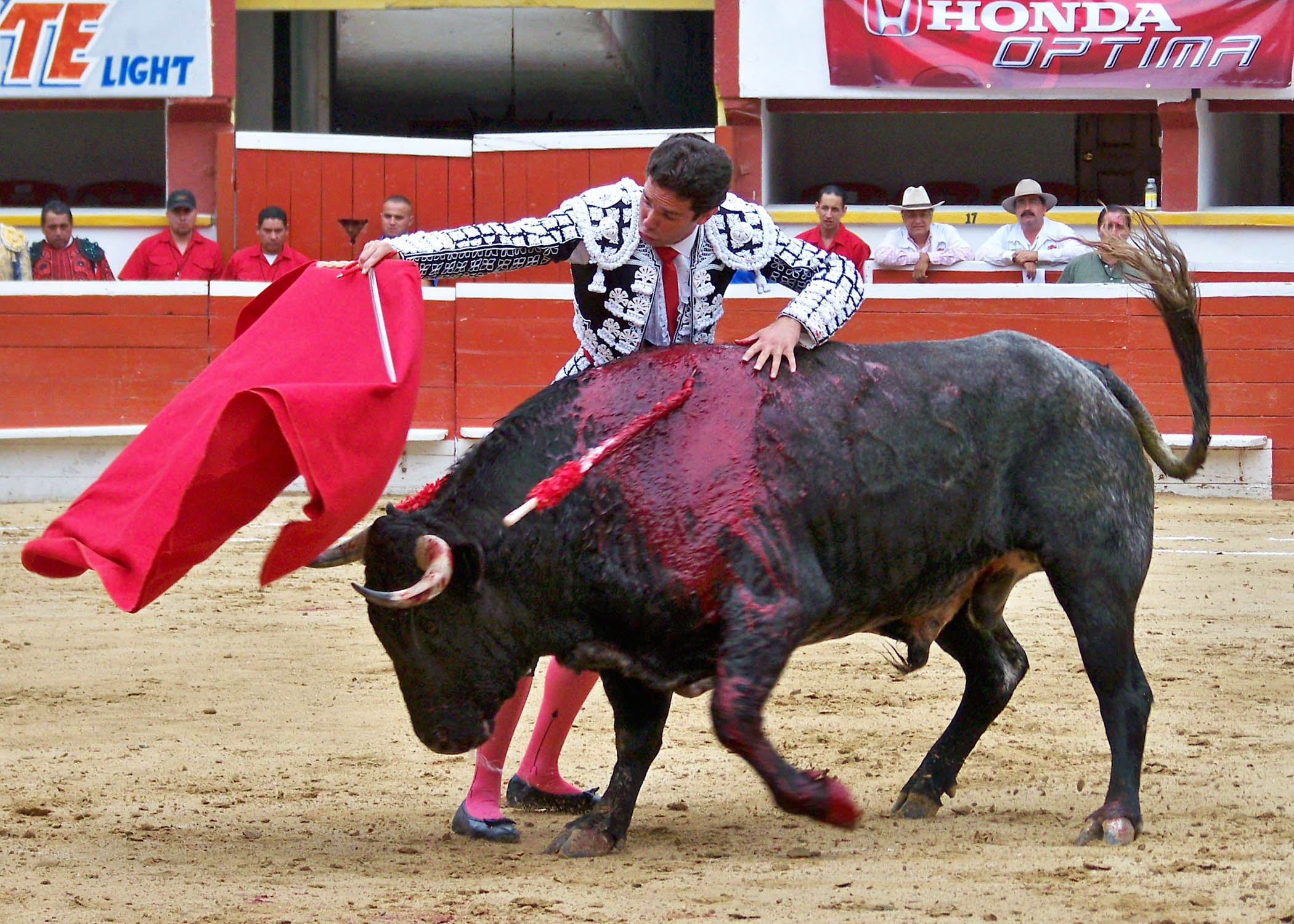 a bull with a red bull tag is running as it spins
