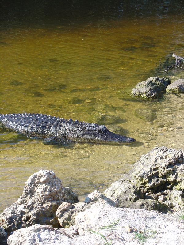an alligator is swimming through the water of a pond
