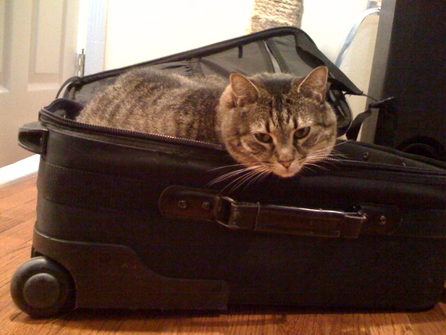 a cat is sleeping on top of an empty suit case