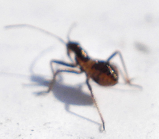 a brown insect is on a white background