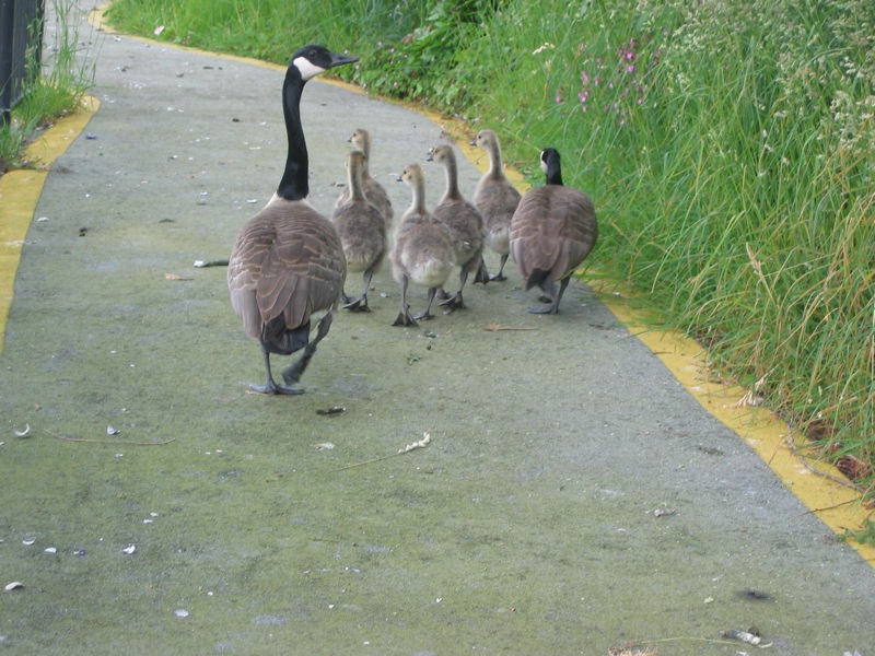 geese are walking down a path near the grass