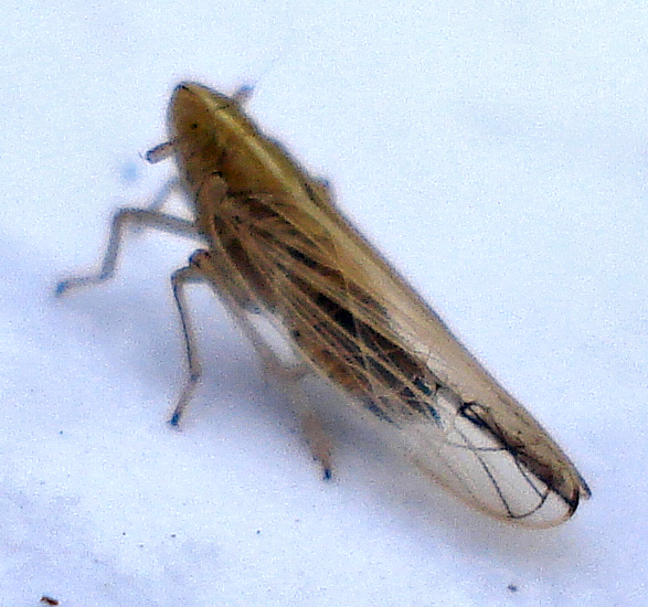 a yellow and brown insect on the ground