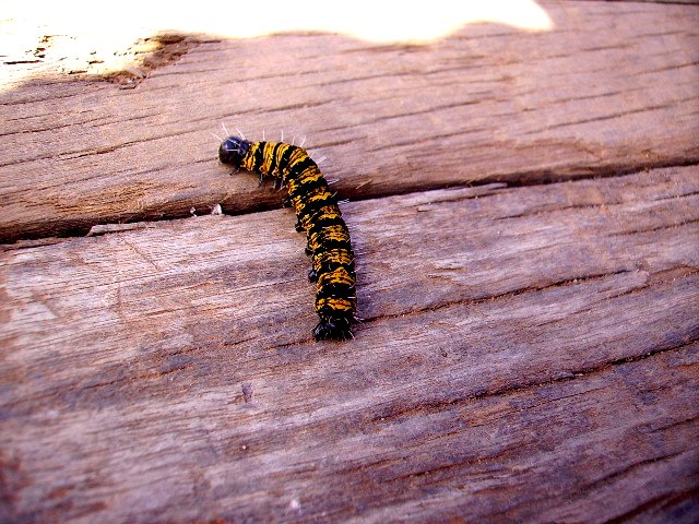 a yellow and black caterpillar crawling on a wooden surface