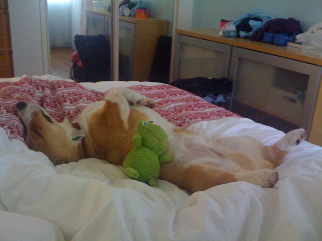 two dogs playing in the middle of the bed